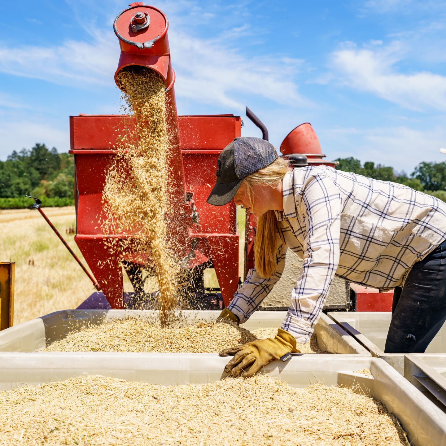 Napa Valley’s Heirloom Grain Harvest 2021